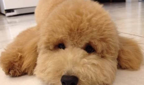 貴賓犬身體發抖的原因及處理方法