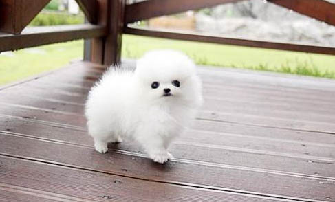 博美犬拉稀帶血的原因及處理方法