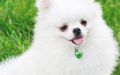 小狗驅蟲幾天可以排干凈蟲