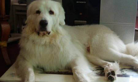 大白熊犬需要訓練什么