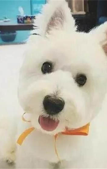 狗產后不吃東西怎么辦？
