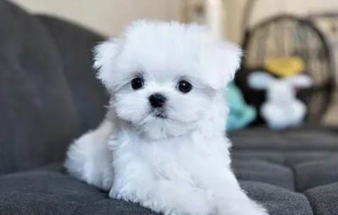 馬爾濟(jì)斯犬價(jià)格