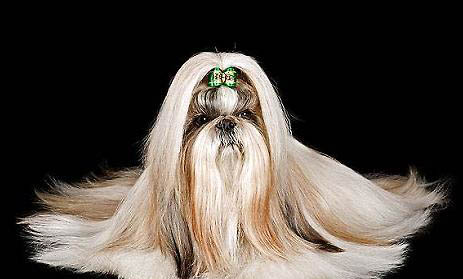 西施犬愛睡覺為什么