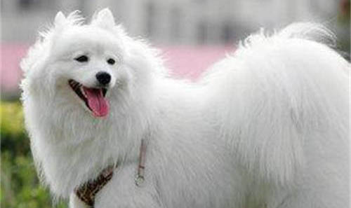 什么是狐貍犬