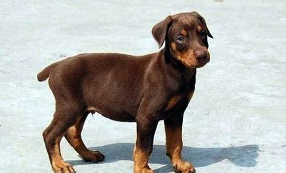 狗狗吐舌頭喘氣和犬瘟有關嗎?