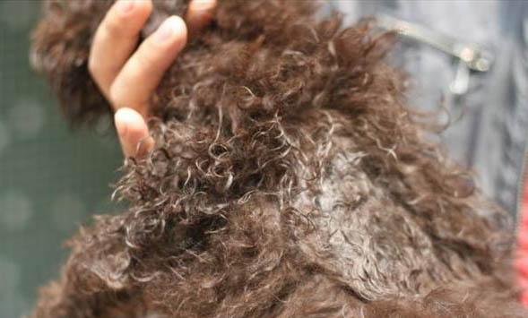 狗缺鈣的癥狀有哪些
