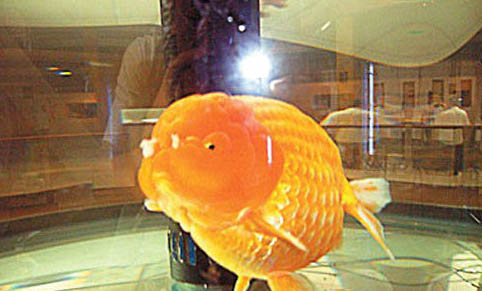 金魚怎么分雌雄?
