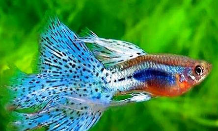 孔雀魚產(chǎn)魚注意事項(xiàng)