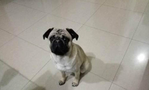 八哥犬有什么優缺點