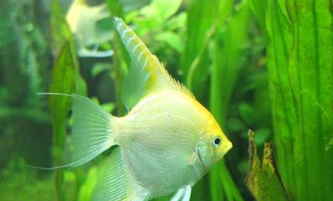 金魚怎么分雌雄?