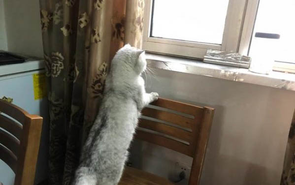 貓能吃牛肉干嗎?