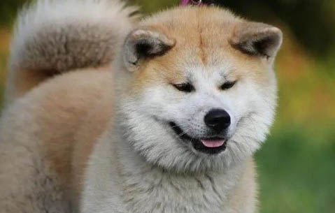 狗狗懷孕多久可以看出來(lái)是否懷孕
