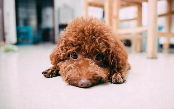 泰迪狗咬主人怎么處理