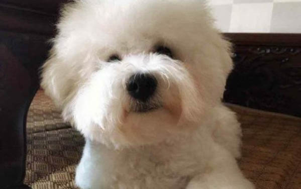 狗狗滴了耳螨藥一直甩頭怎么回事