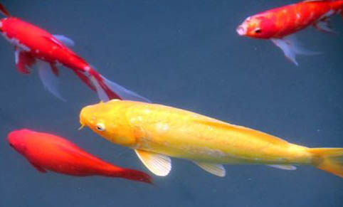 長嘴鱷觀賞魚好養(yǎng)嗎