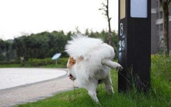 小狗能吃芒果么