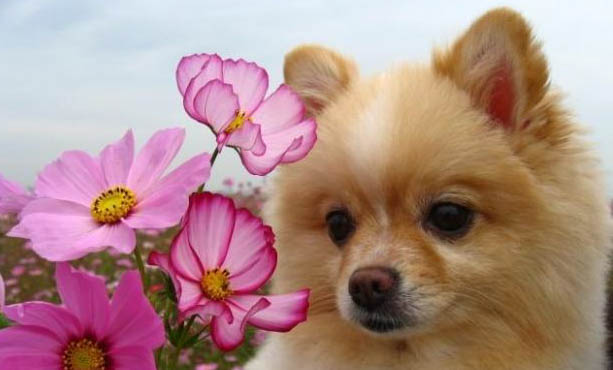 有狗專門吃的避孕藥嗎怎樣喂