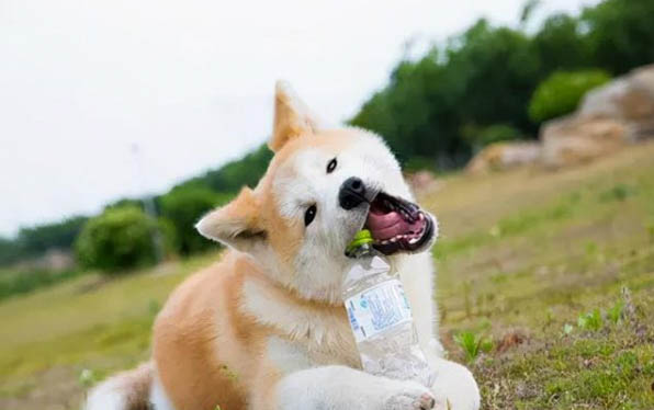 狗狗可以吃豬肉脯嗎