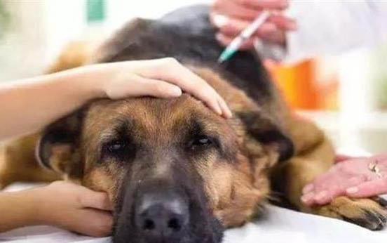 狗狗最近胃口不好怎么回事