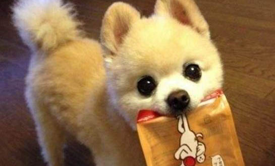 狗狗皮膚病怎么治療