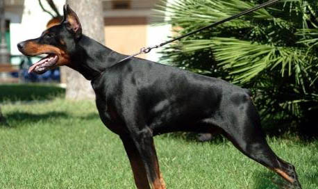 杜賓犬價格多少一只