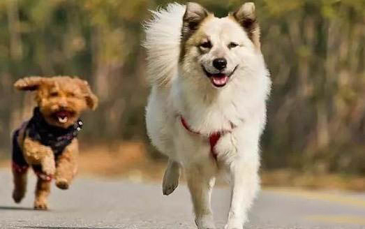 狗狗肥胖癥的危害有哪些