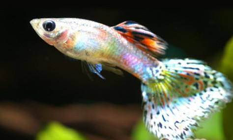 裸缸養孔雀魚注意事項