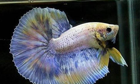 釣魚早上釣深水好還是淺水好