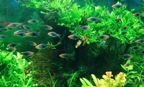 銀龍魚(yú)養(yǎng)幾條最好