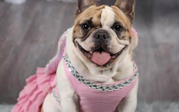 法國斗牛犬有哪些優缺點