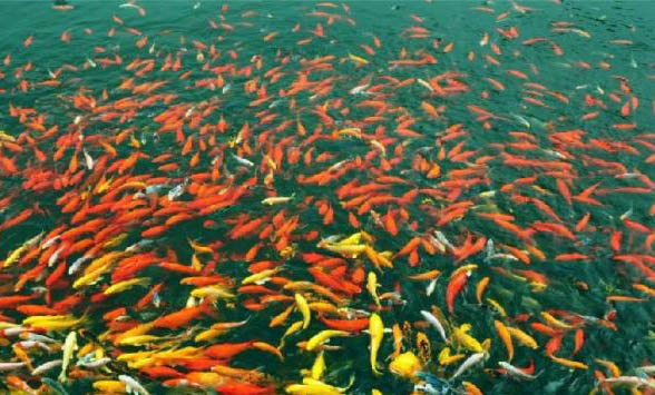 MAG寵物魚油怎么樣