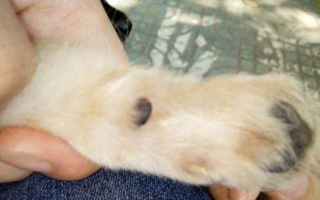 狗狗可以吃龍蝦殼嗎