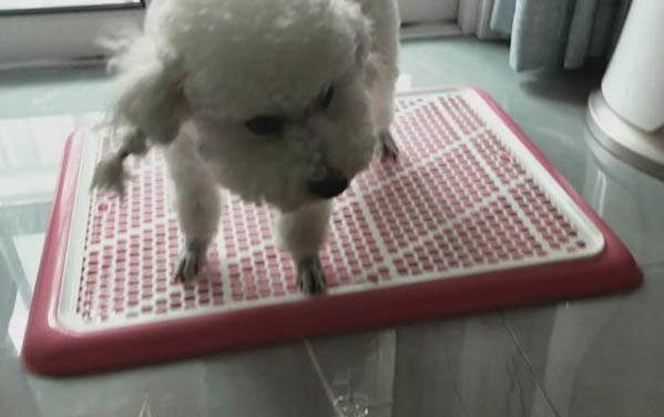 狗狗可以吃煮熟的山藥嗎