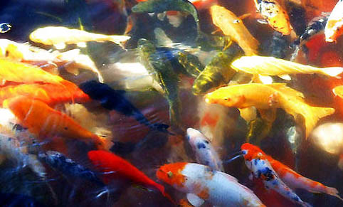 魚缸換水上午好還是下午好