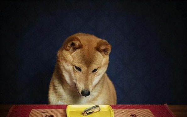 狗為什么一直抖