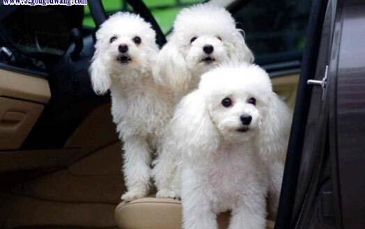 貴賓犬如何訓練