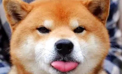 看完柴犬這些優(yōu)點(diǎn)，你決定養(yǎng)了嗎