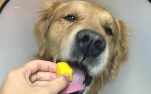 狗狗吃了10幾顆葡萄會有事嗎
