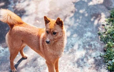 幼犬驅蟲后多久可以打疫苗