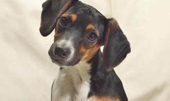 棉花面紗犬哪里有賣