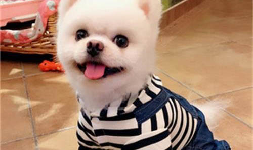 博美每天吃多少狗糧