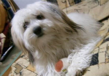 中期犬瘟和早期犬瘟分別多久