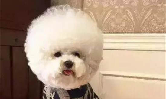 狗狗拉稀的現象和原因及處理方法