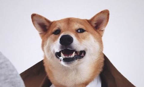 3個月小柴犬多少錢一只