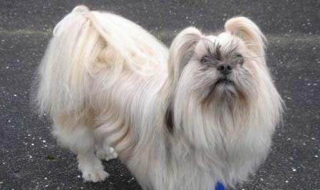 拉薩犬骨折癥狀有哪些