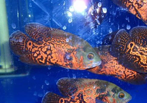 地圖魚鸚鵡魚混養注意事項