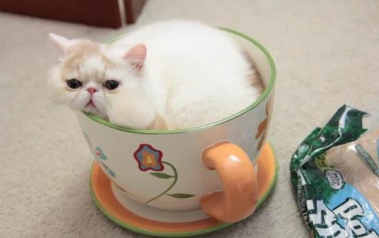 茶杯犬俊介多少錢一只