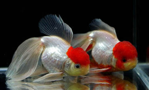 初冬釣鯽魚怎么打窩