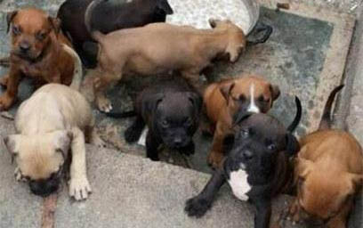 惠比特犬和靈緹的區(qū)別