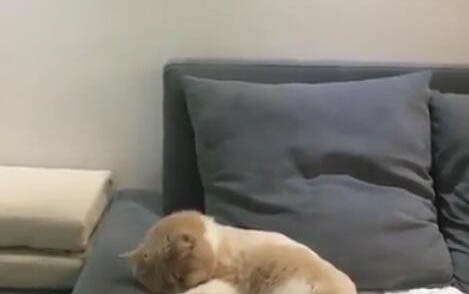 小貓不愛叫